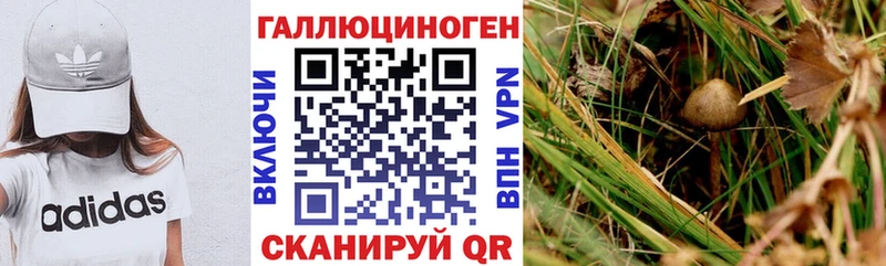 Галлюциногенные грибы Psilocybine cubensis  Купить где  Гдов 